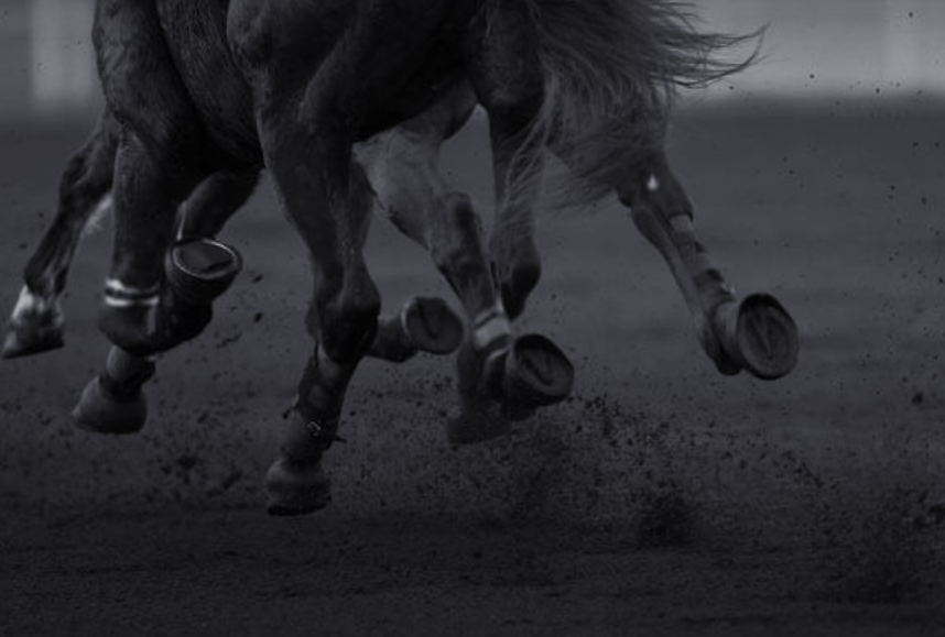 kappacourse || kappa course || kappa turf || kappacourse pmu